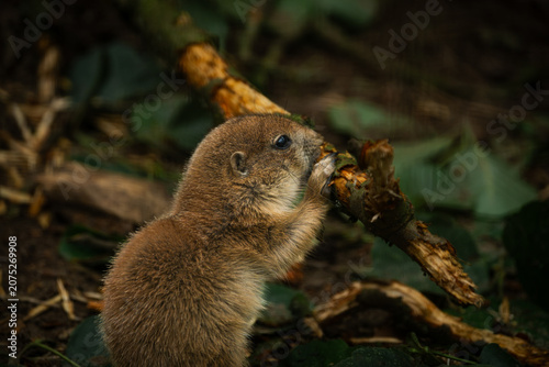 Φωτογραφία A close-up profile of a black-tailed prairie dog, Cynomys, gnawing on a small wooden tree branch while foraging on the forest floor, displaying its natural fur texture and behavior