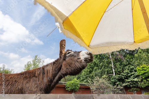 tDonkey sniffing a parasol on a terrace