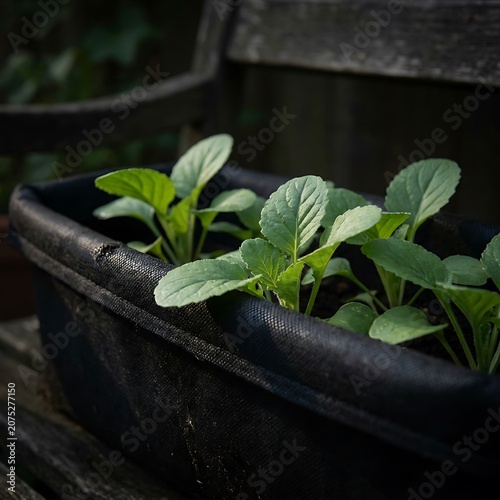 Young green seedlings growing in a black fabric garden container outdoors
