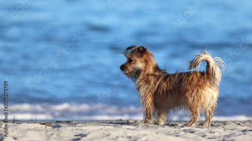 Schilderij op canvas Australian Terrier dog standing on sandy beach looking out at blue ocean waves