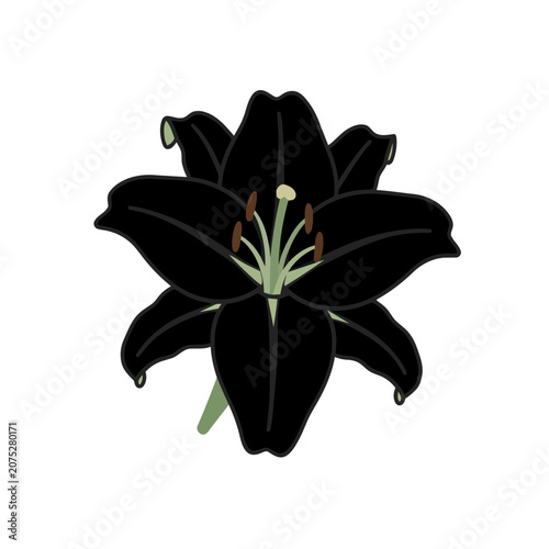 Black Lily Flower Vector Illustration