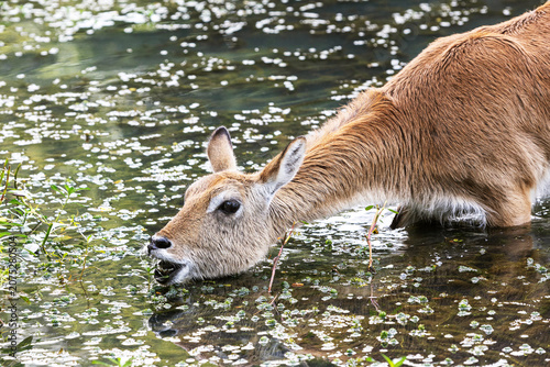 wild deer searching waterplants