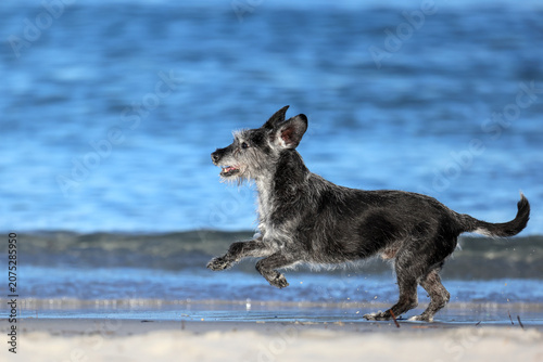 Canvas Print Scruffy black and white Terrier dog running fast along wet sandy beach shore
