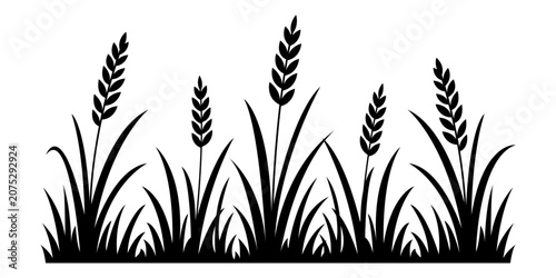 Fotografía Meadow wheat grass black silhouette border with several seed heads and wild field blades, isolated botanical design