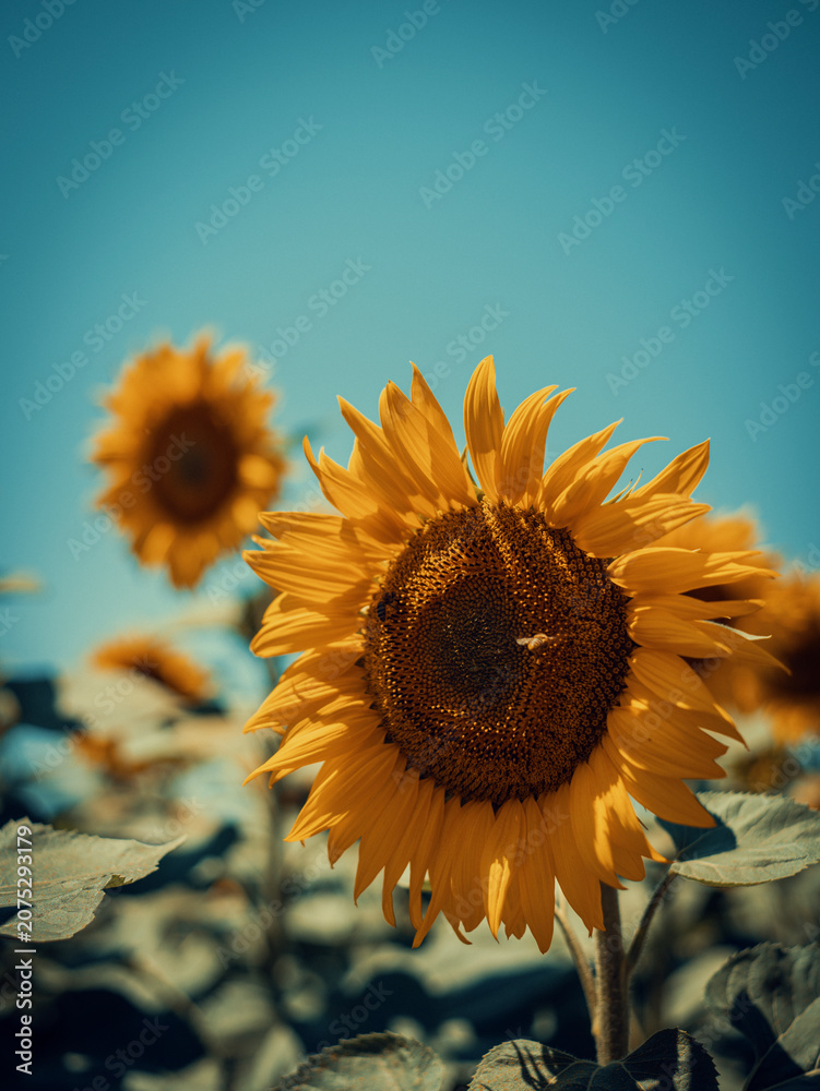 Fototapeta premium Close-up of beautiful yellow sunflowers blooming in a vast summer meadow, captured from a low angle against a clear blue sky. Cinematic vintage aesthetic with warm golden hour tones.