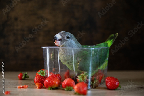 Our little parrot found our just buyed strawberries