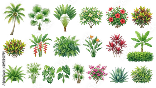 Hand Drawn Watercolor Tropical Plant Collection Vector Set for Landscape Architecture