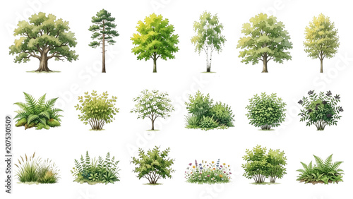 Hand Drawn Watercolor Woodland Trees and Shrubs Vector Set for Landscape Design