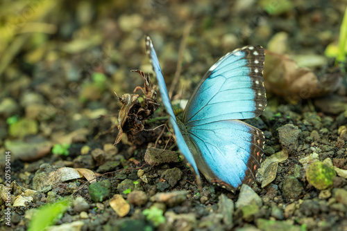 Blauer Mophofalter - Morphopeleides - großer Falter mit schönen Augenflecken