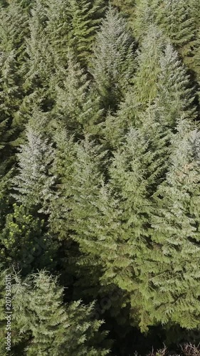 Let your spirit wander through this verdant forest, a tranquil retreat captured from the sky.