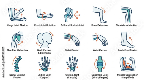 Human Anatomy Joint Movement and Flexibility Illustrations.