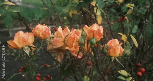 Close up view of blooming orange roses with water droplets on petals and buds, surrounded by thorny stems, green leaves, and ripe red rose hips in a peaceful garden setting.