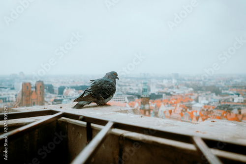 bird on the roof