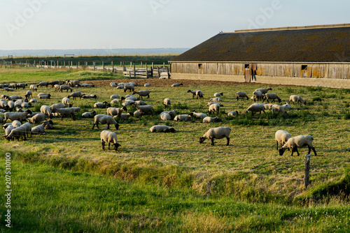 Flock of sheep grazing on green pasture near traditional wooden barn