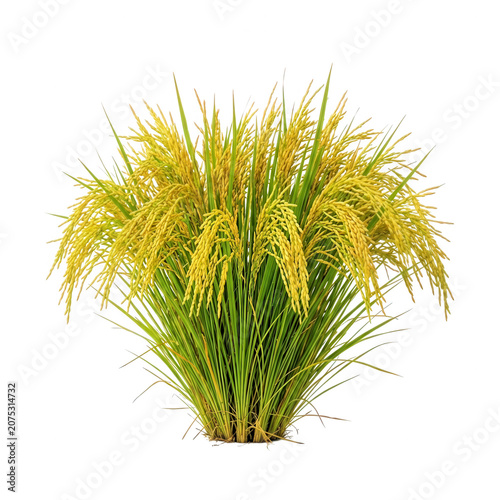 Rice Plant Transparent Background