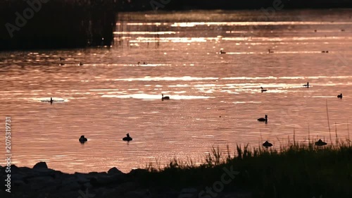 Real Time Golden Sunset over Lake Geneva with Water birds in Switzerland