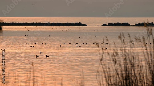 Real Time Landscape of Flock of Waterbirds on Golden Lake Geneva at Sunset in Switzerland