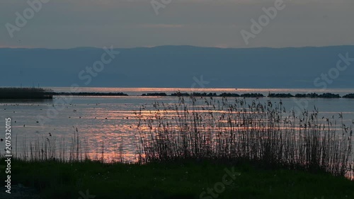 Real Time Landscape of Golden Sunset over Lake Geneva with Reeds and Water birds in Switzerland.