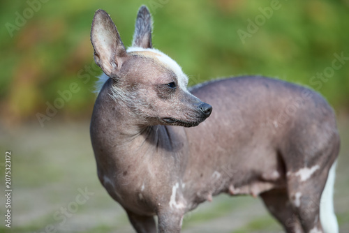 Fotografie A striking hairless dog with a distinctive white crest and fur on its ears stands alertly outdoors, looking to the right