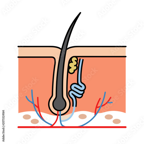 Hair Follicle Anatomy Vector Illustration