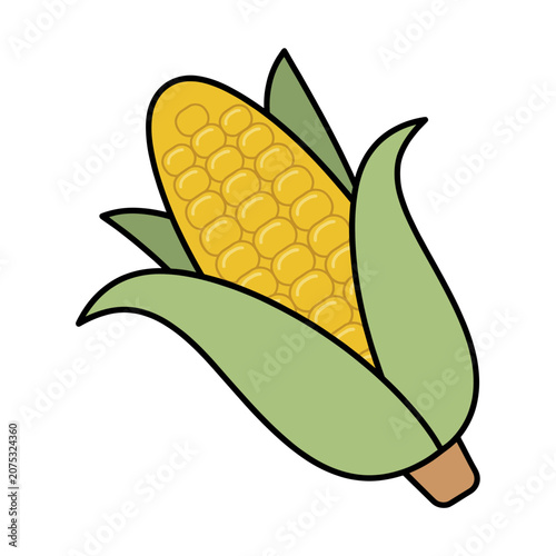 Yellow Corn Cob with Green Husk Vector Illustration