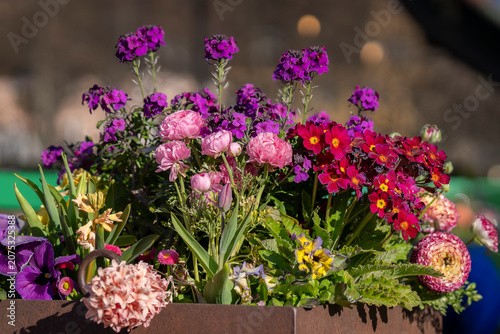 Colorful assortment of potted spring flowers including ranunculus, primroses, wallflowers, pansies, hyacinths, and tulips blooming together in a decorative outdoor planter under warm spring sunlight. 