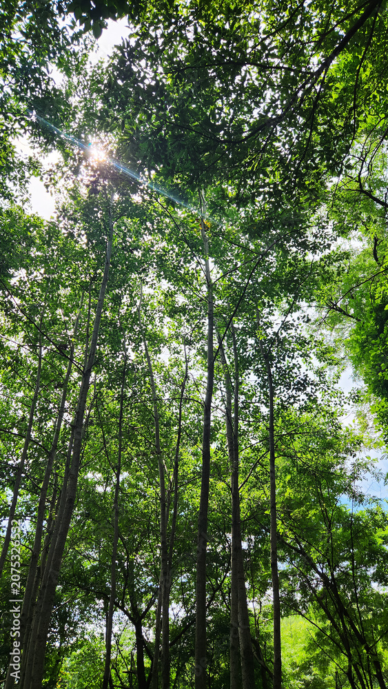 Fototapeta premium Sunlight Filtering Through Green Trees