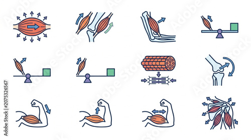 Human Muscle Anatomy and Physiology Illustrations.