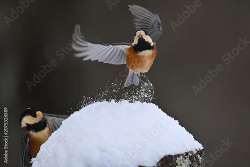 Canvas Print 冬の雪景色の中に佇むかわいらしくて小さい日本の野鳥ヤマガラ
