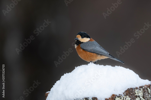 Quadro su tela 冬の雪景色の中に佇むかわいらしくて小さい日本の野鳥ヤマガラ
