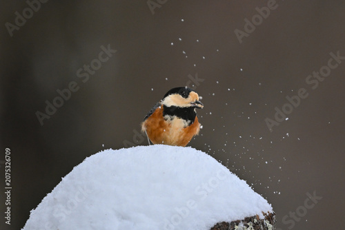 Fotografie 冬の雪景色の中に佇むかわいらしくて小さい日本の野鳥ヤマガラ
