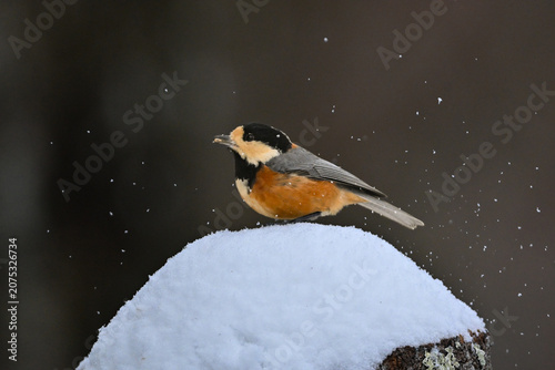 Obraz na plátne 冬の雪景色の中に佇むかわいらしくて小さい日本の野鳥ヤマガラ