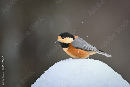 Tableau sur toile 冬の雪景色の中に佇むかわいらしくて小さい日本の野鳥ヤマガラ