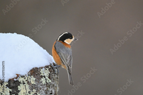 Schilderij op canvas 冬の雪景色の中に佇むかわいらしくて小さい日本の野鳥ヤマガラ