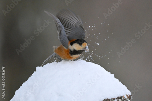 Foto 冬の雪景色の中に佇むかわいらしくて小さい日本の野鳥ヤマガラ