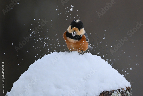 фотографія 冬の雪景色の中に佇むかわいらしくて小さい日本の野鳥ヤマガラ