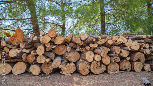 Canvas Print Neatly stacked pile of harvested pine timber logs in a sunny forest clearing