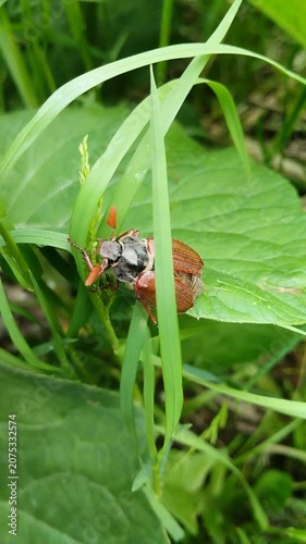 May beetle climbs green leaves in garden, Large Melolontha beetle on plant close-up