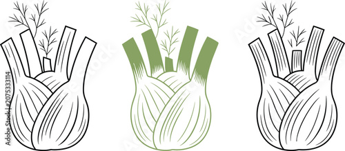 Fotografie Botanical vector illustration of fennel bulb with feathery leaves in outline and