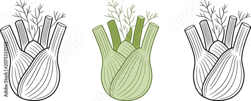 Obraz na plátně Botanical vector illustration of fennel bulb with feathery leaves in outline and