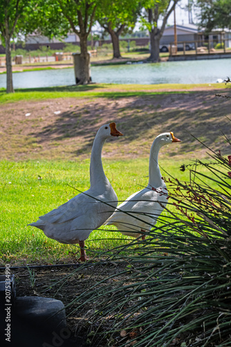 Water fowl keeping cool in the pond at the Albuquerque BioPark Botanical Gardens