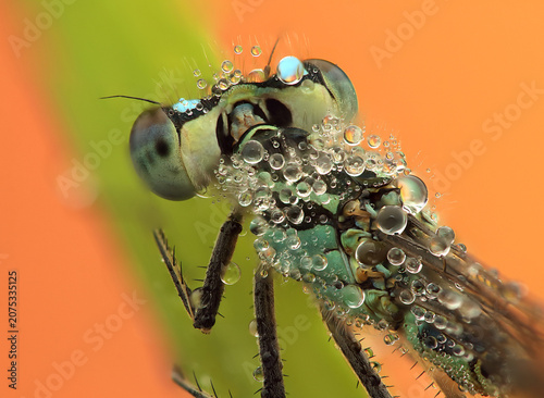 a dragonfly insect on a stick
