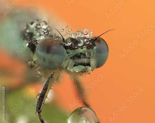 a dragonfly insect on a stick