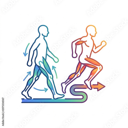Human anatomy illustration showing muscle activation during walking and running.