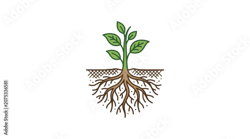 Green plant with visible roots and soil cross section.