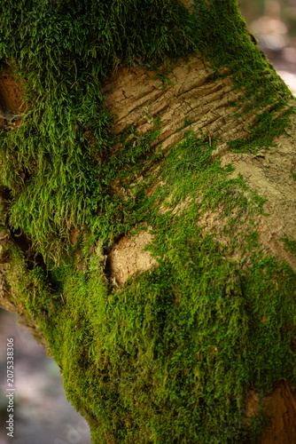 green moss on the tree