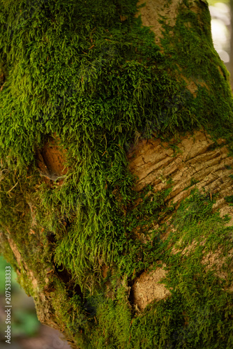 green moss on the tree