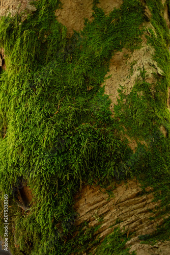 green moss on the tree