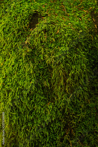green moss on the tree