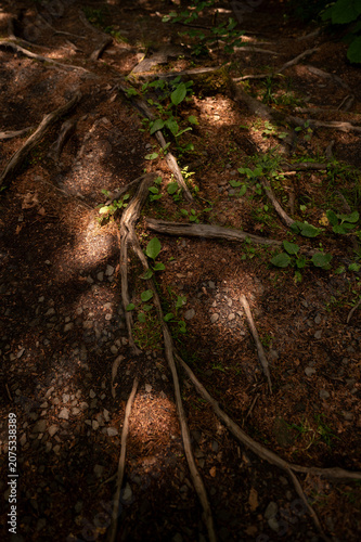Moss and grass on the ground in the wood